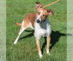 Small Photo #4 Collie-Greyhound Mix Puppy For Sale in Huntley, IL, USA
