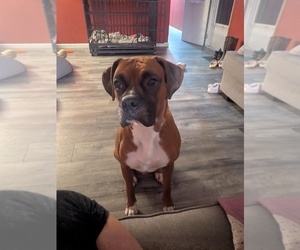 Father of the Boxer puppies born on 05/19/2025