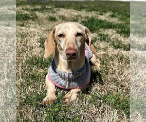 Luna in KY - Female Dachshund Dog for Adoption - Photo #6