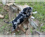 Puppy 1 Catahoula Leopard Dog