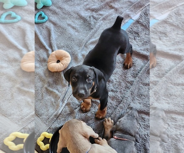 Medium Photo #7 Doberman Pinscher Puppy For Sale in CLINTON, OH, USA