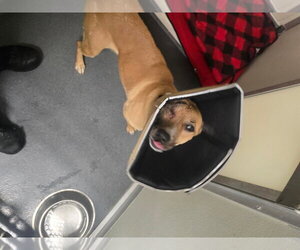 Mutt Dogs for adoption in Glen Allen, VA, USA