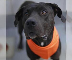 Medium Labrador Retriever Mix