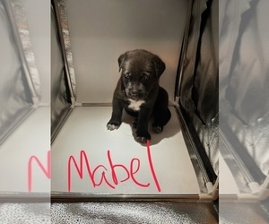 American Pit Bull Terrier-German Shepherd Dog Mix Puppy for sale in SUGAR LAND, TX, USA