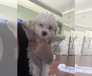 Maltichon Puppy for sale in CONWAY, SC, USA