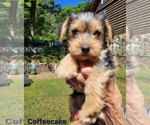 Mutt Dogs for adoption in Ellijay, GA, USA