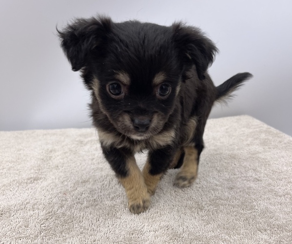 Medium Photo #14 Chorkie Puppy For Sale in SAINT AUGUSTINE, FL, USA