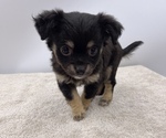Small Photo #14 Chorkie Puppy For Sale in SAINT AUGUSTINE, FL, USA