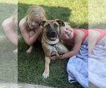 Small #28 Black Mouth Cur-German Shepherd Dog Mix