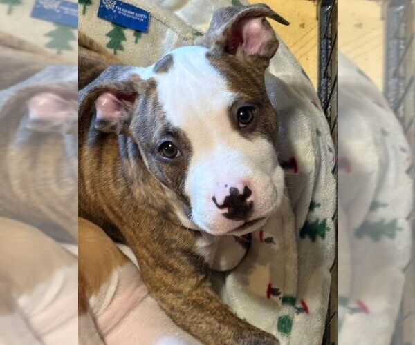 Medium Photo #4 American Pit Bull Terrier-Unknown Mix Puppy For Sale in Rootstown, OH, USA