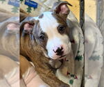 Small #3 American Pit Bull Terrier Mix