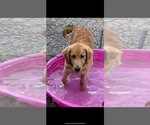 Small Photo #3 Golden Retriever Puppy For Sale in VALLEJO, CA, USA