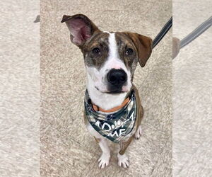 Mutt Dogs for adoption in Minneapolis, MN, USA