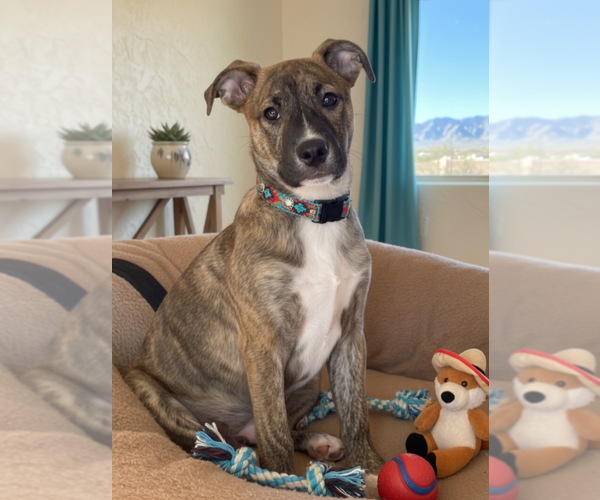 Medium Photo #1 Mutt Puppy For Sale in Pena Blanca, NM, USA
