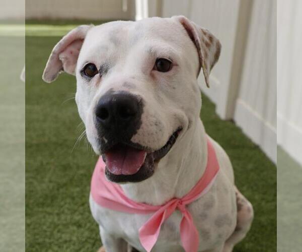 Medium Photo #1 Mutt Puppy For Sale in San Antonio, TX, USA