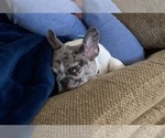 Small Photo #4 French Bulldog Puppy For Sale in MENTOR, OH, USA