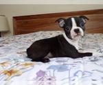 Small #3 Boston Terrier