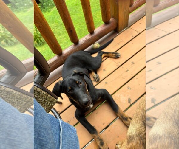 Medium Photo #3 Mutt Puppy For Sale in Shelburne, VT, USA