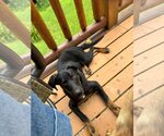 Small #2 Mutt