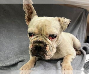 French Bulldog Dogs for adoption in HESPERIA, CA, USA