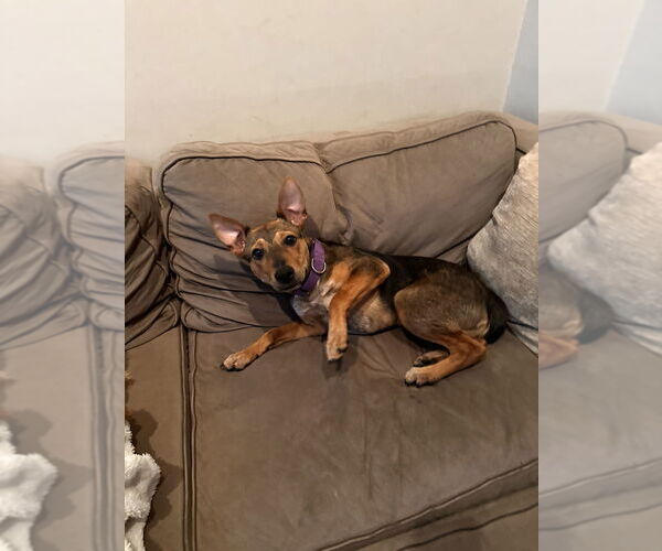 Medium Photo #6 Shepradors Puppy For Sale in Brewster, NY, USA