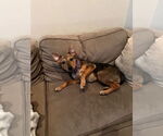 Small #5 Shepradors