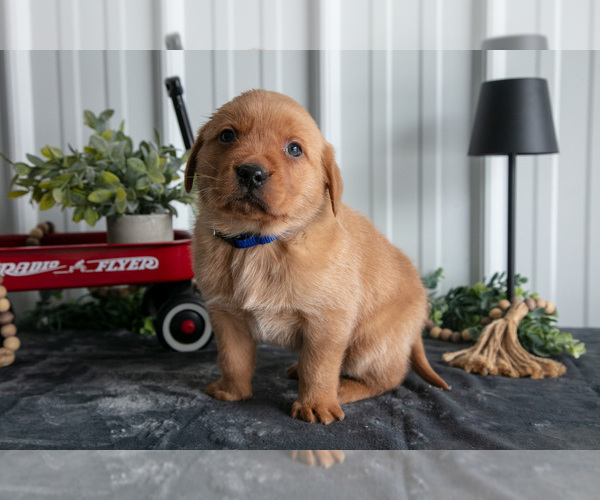 Medium Photo #2 Golden Labrador Puppy For Sale in BEACH CITY, OH, USA