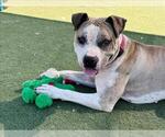Small #3 American Pit Bull Terrier
