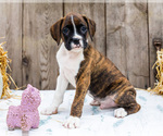 Puppy Beauford Boxer