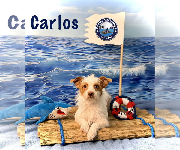 Medium Photo #2 Border Terrier-Parson Russell Terrier Mix Puppy For Sale in Arcadia, FL, USA