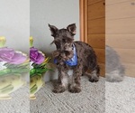 Small #4 Schnauzer (Miniature)