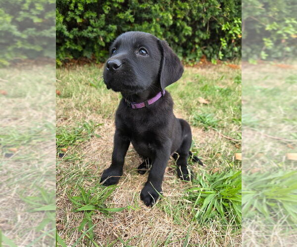 Medium Photo #2 Labrador Retriever Puppy For Sale in NORTH DARTMOUTH, MA, USA