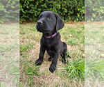 Small #1 Labrador Retriever