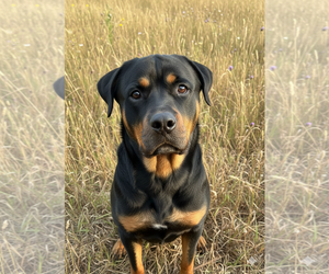 Reggie - Male Rottweiler Dog for Adoption - Photo #3