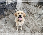 Small #10 Golden Retriever