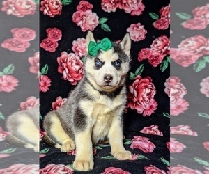 Siberian Husky Puppy for sale in PEACH BOTTOM, PA, USA