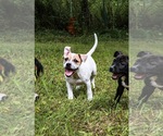 Small #2 Staffordshire Bull Terrier