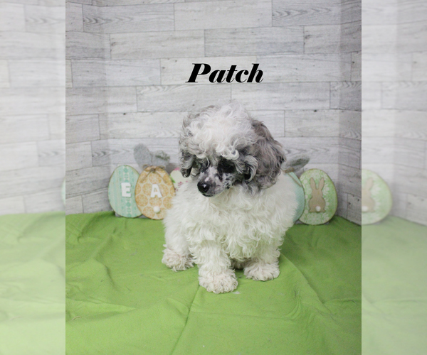 Medium Photo #23 Poodle (Toy) Puppy For Sale in CHANUTE, KS, USA
