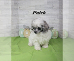Small #22 Poodle (Toy)