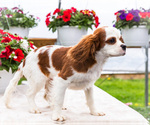 Small Photo #16 Cavalier King Charles Spaniel Puppy For Sale in WAKARUSA, IN, USA