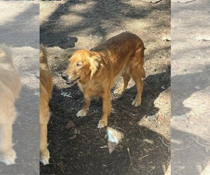 Golden Retriever Dog for Adoption in UKIAH, California USA