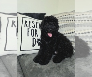 Goldendoodle (Miniature) Puppy for sale in KEENE, NH, USA