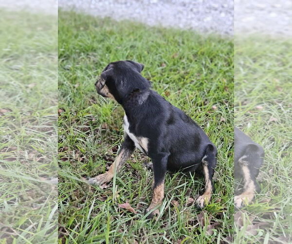 Medium Photo #12 Feist Terrier-Unknown Mix Puppy For Sale in Wakefield, RI, USA