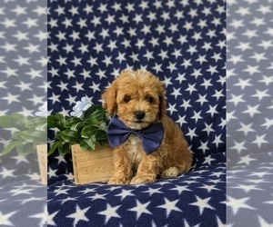 Bichpoo Puppy for sale in LEOLA, PA, USA