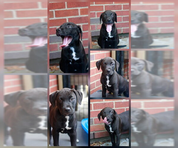 Medium Photo #1 Mutt Puppy For Sale in Boston, MA, USA
