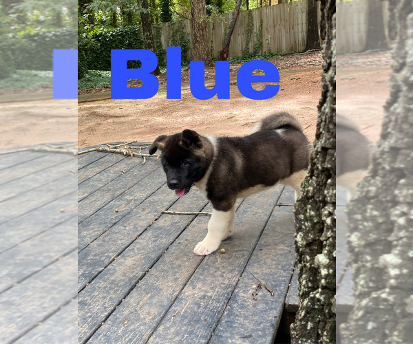 Medium Photo #26 Akita Puppy For Sale in MCDONOUGH, GA, USA