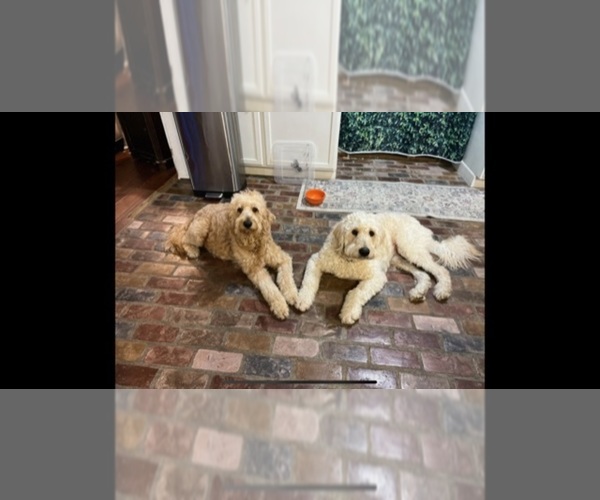 Medium Photo #1 Goldendoodle Puppy For Sale in DENHAM SPRINGS, LA, USA