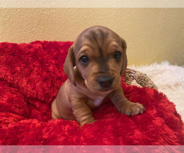 Medium Photo #1 Beagle-Unknown Mix Puppy For Sale in Euless, TX, USA