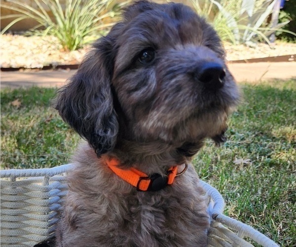 Medium Photo #3 Doodle-Goldendoodle Mix Puppy For Sale in WACO, TX, USA