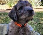 Small #2 Doodle-Goldendoodle Mix